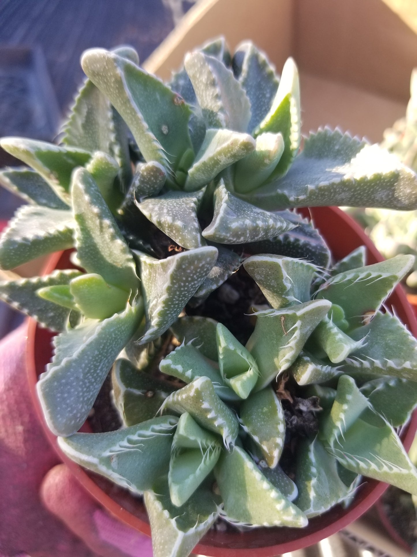 4" Faucaria Tigrina "Tiger's Jaw"