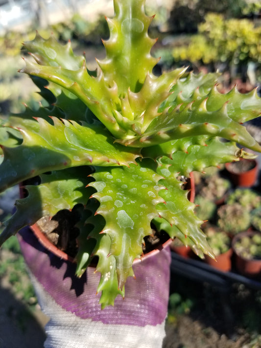 4" Aloe Congolensis