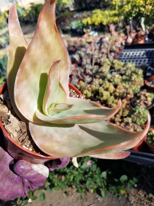 Aloe Coral Striata (4" Pot)