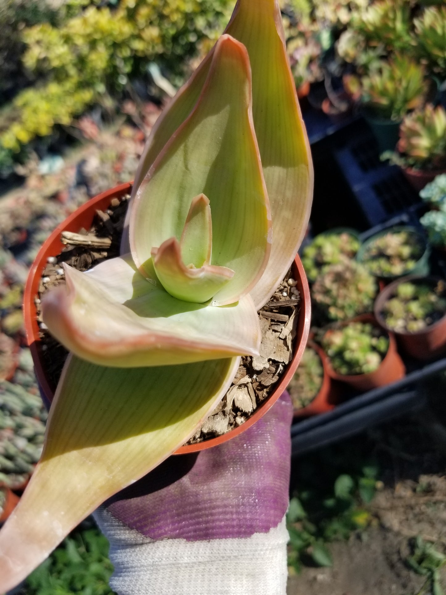 Aloe Coral Striata (4" Pot)