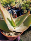 Aloe Coral Striata (4" Pot)