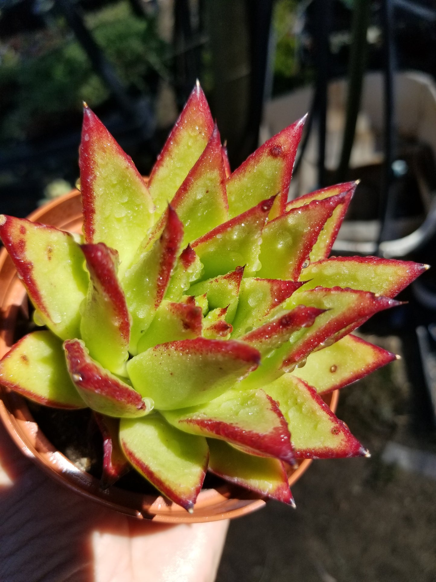 Echeveria Agavoide Lipstick  (4" Pot)