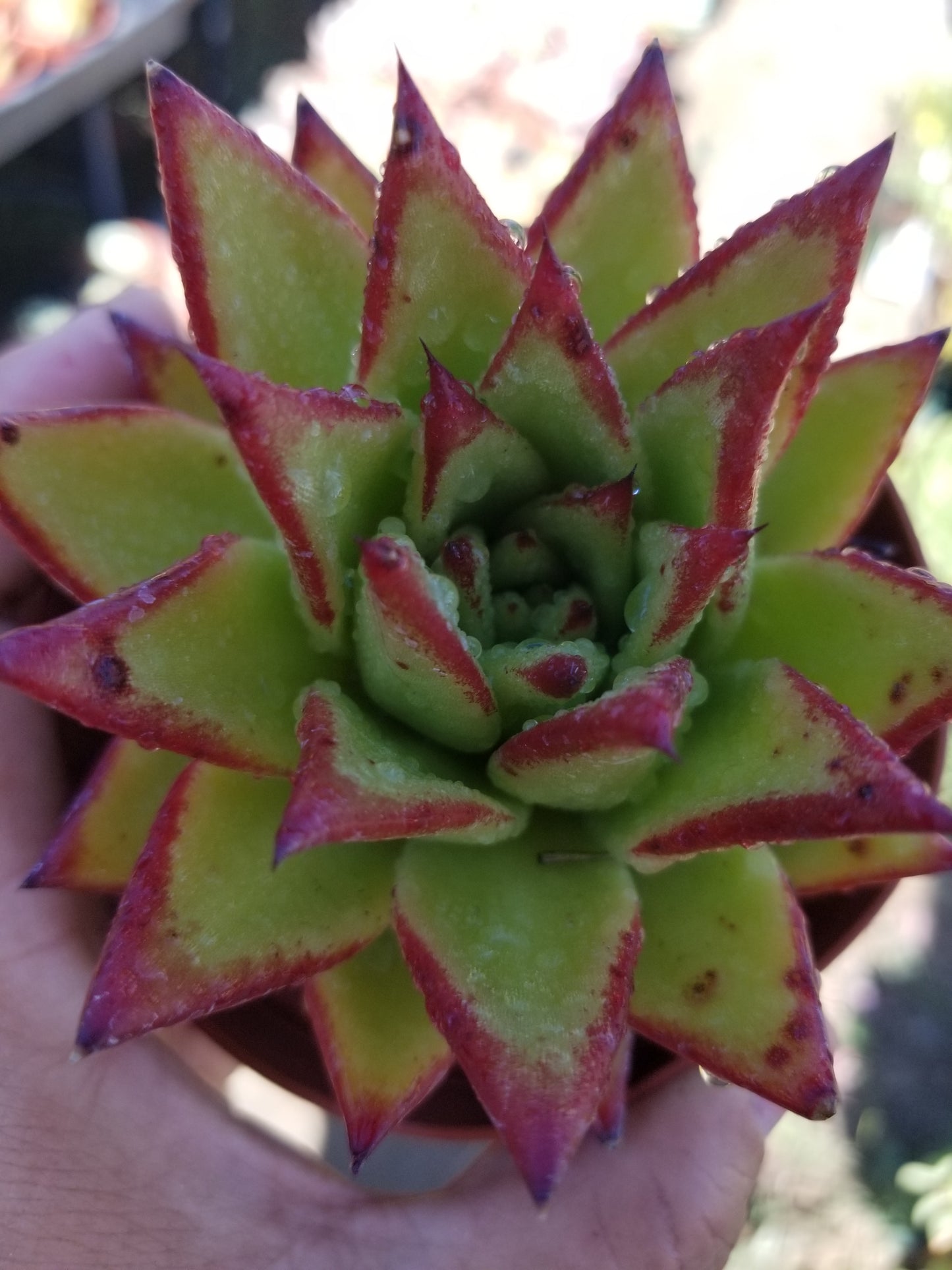 Echeveria Agavoide Lipstick  (4" Pot)