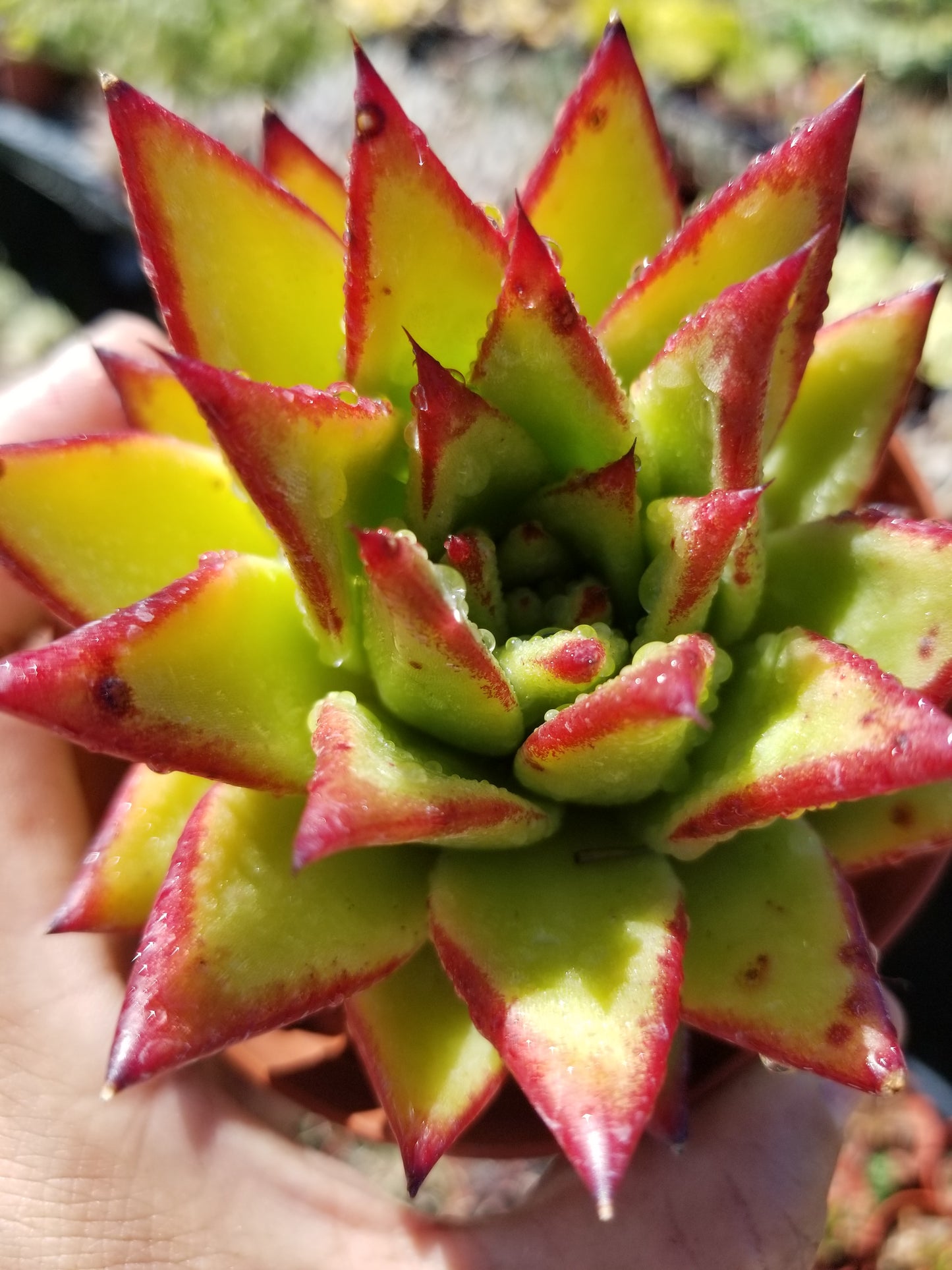 Echeveria Agavoide Lipstick  (4" Pot)