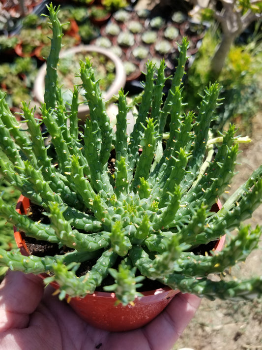 Euphorbia Flanaganii Medusa (4"pot)