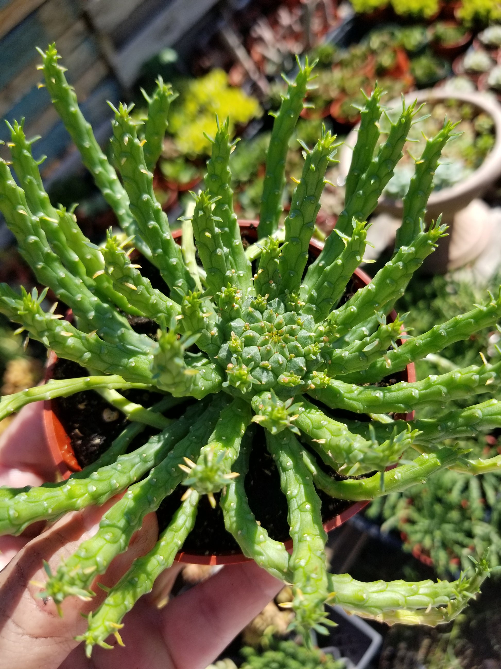 medusa hair succulent Euphorbia Flanaganii Medusa – Beaultiful Desert Plants