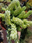 4" Sedum Morganianum "Burrito long tail"