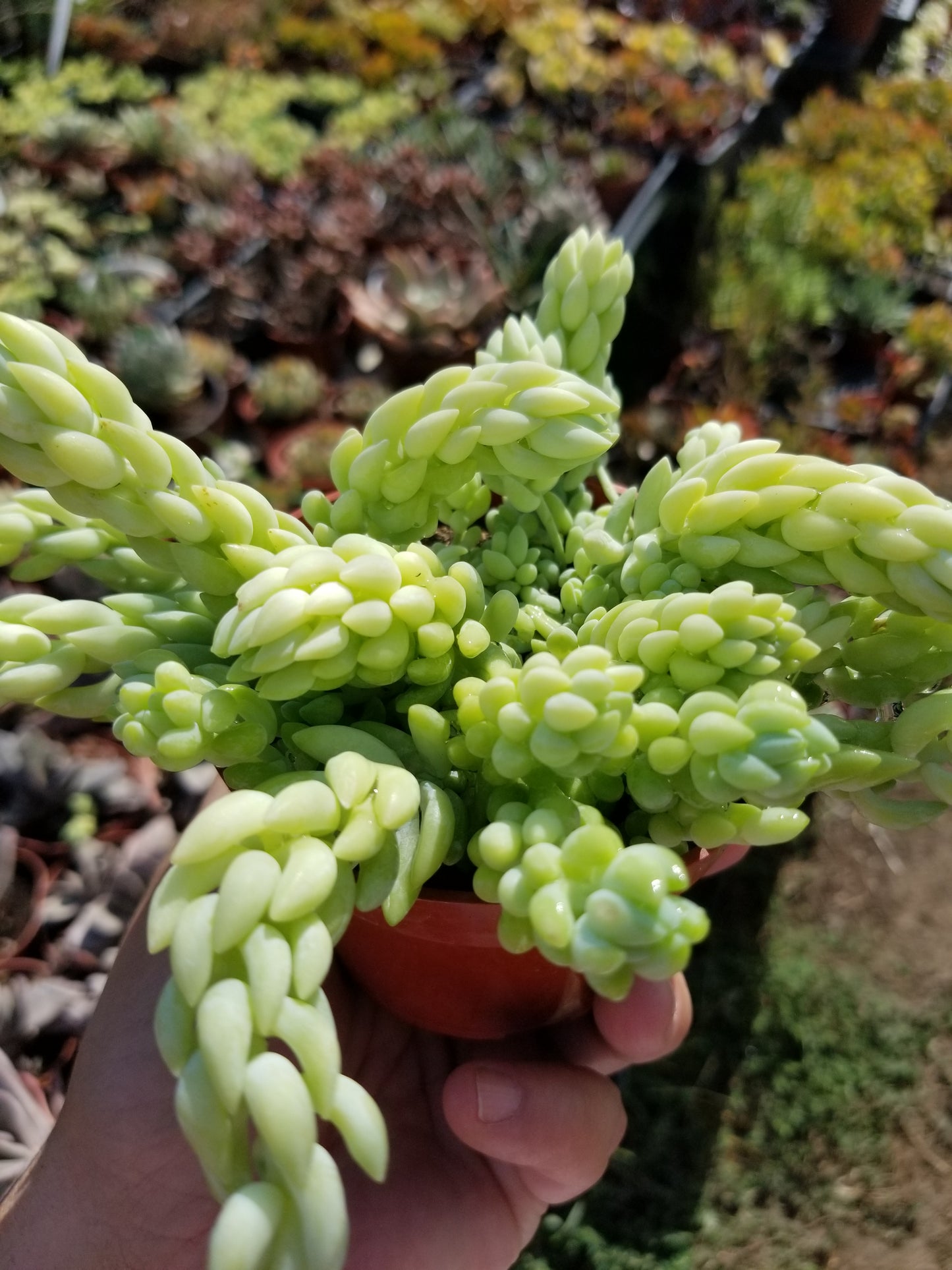 4" Sedum Morganianum "Burrito long tail"