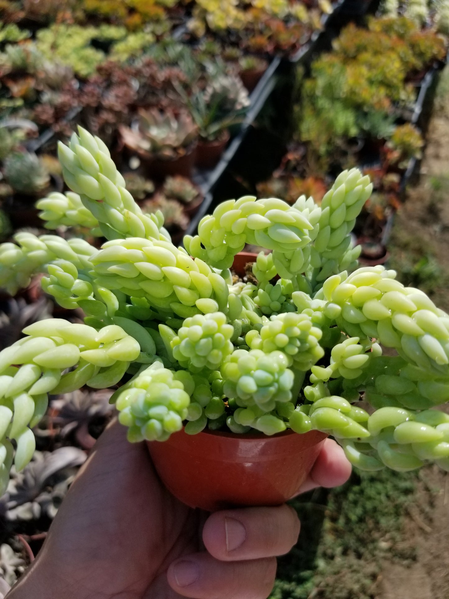 4" Sedum Morganianum "Burrito long tail"