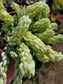 4" Sedum Morganianum "Burrito long tail"