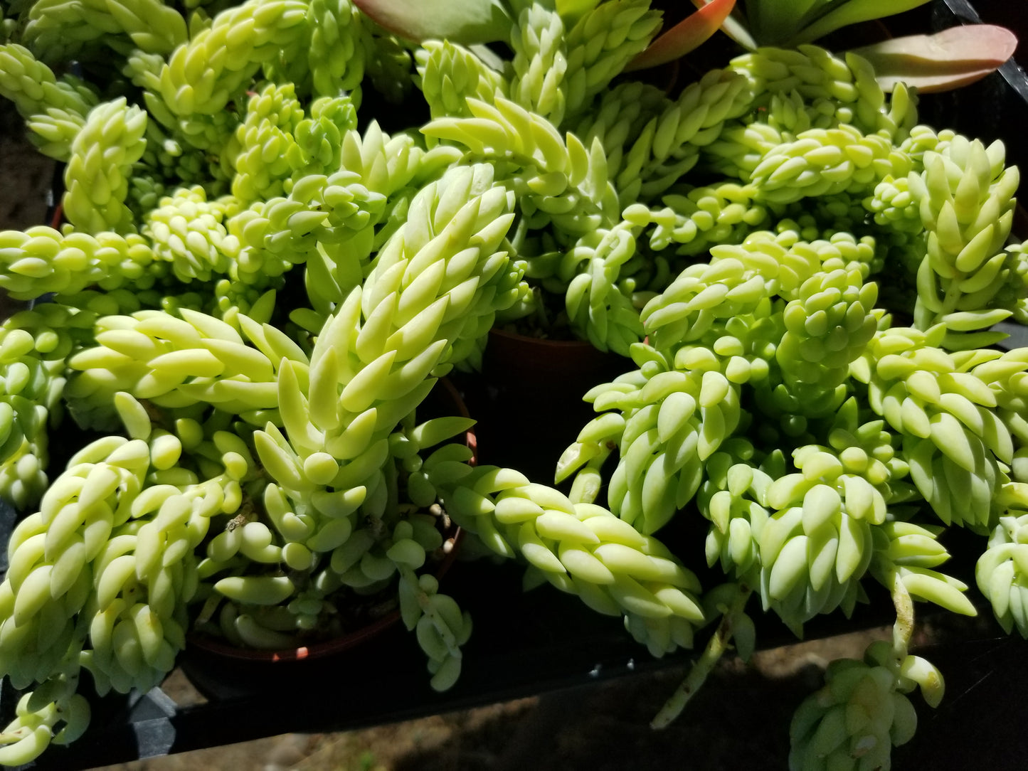 4" Sedum Morganianum "Burrito long tail"