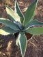 Blue Agave Americana