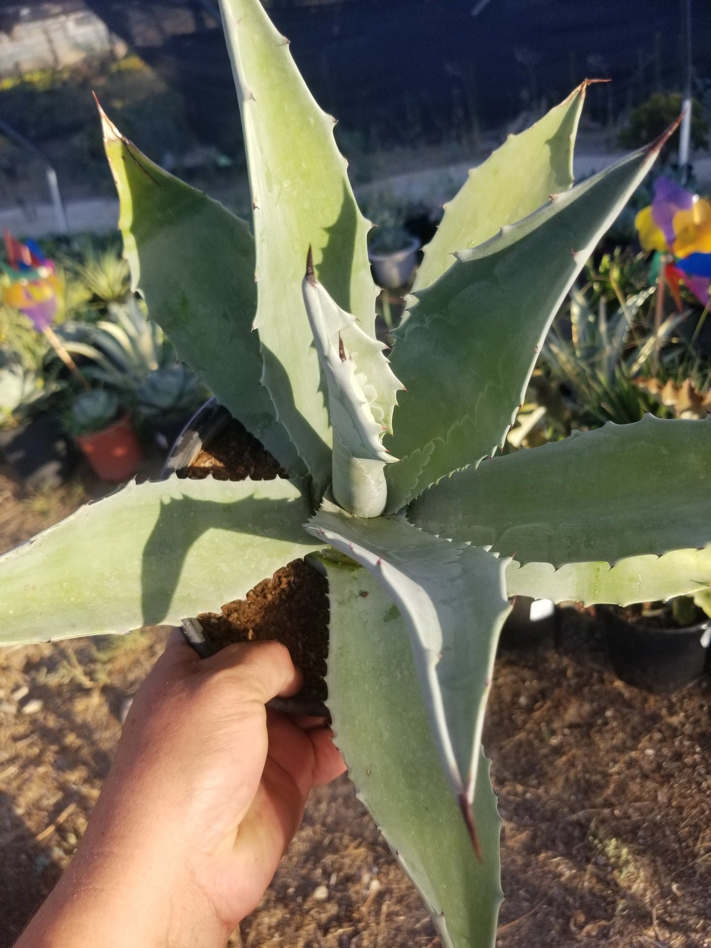 Blue Agave Americana