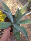 Blue Agave Americana