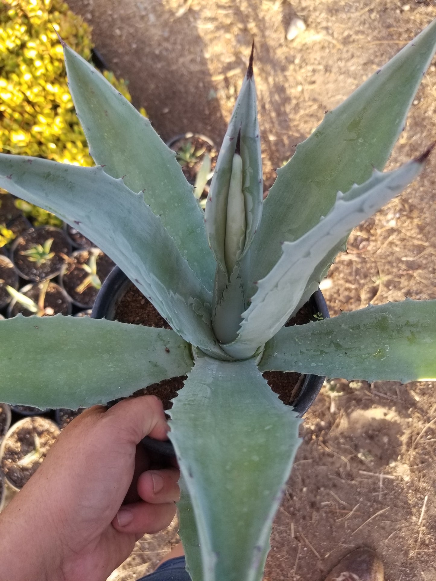 Blue Agave Americana