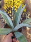 Blue Agave Americana