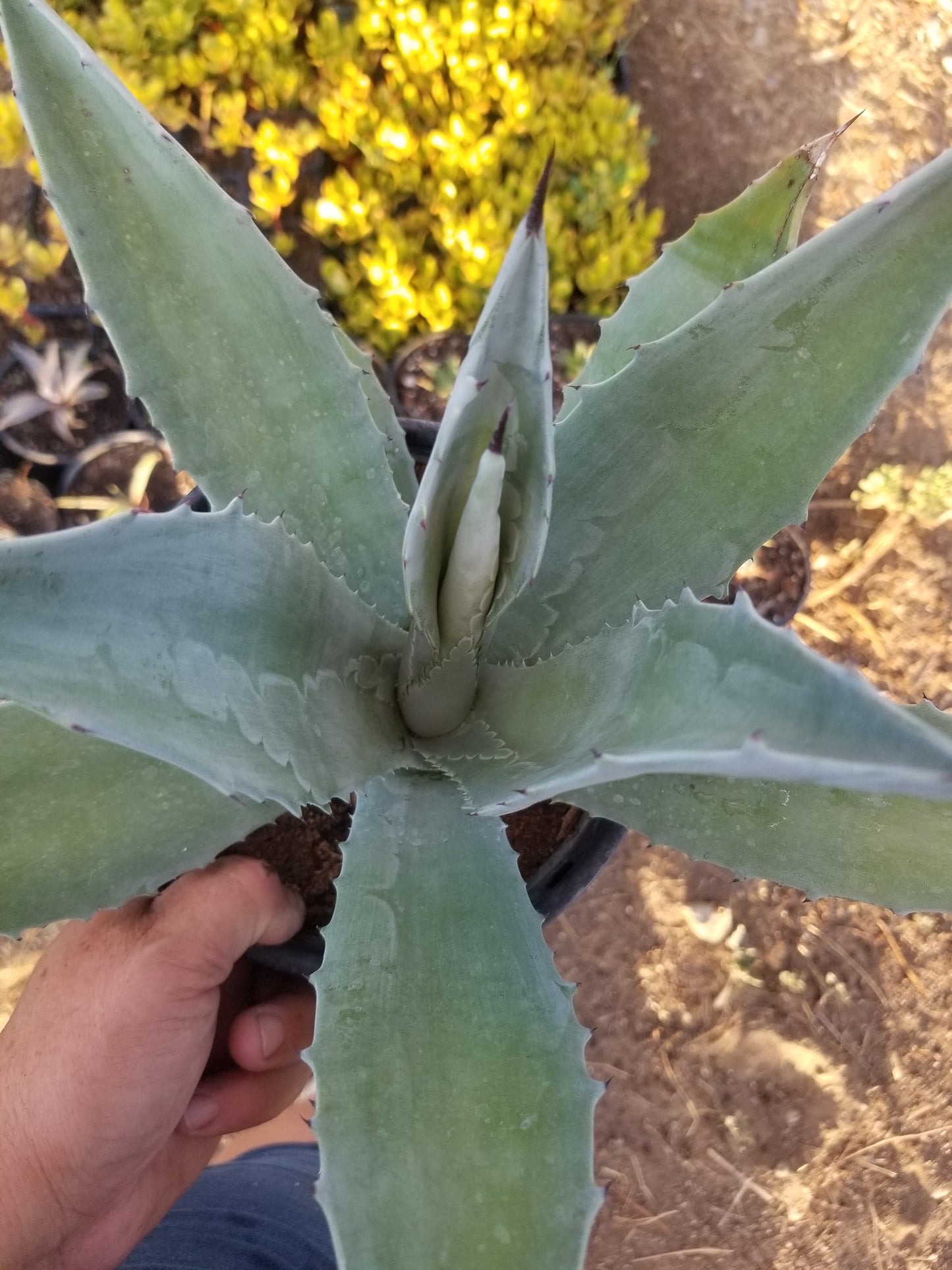 Blue Agave Americana