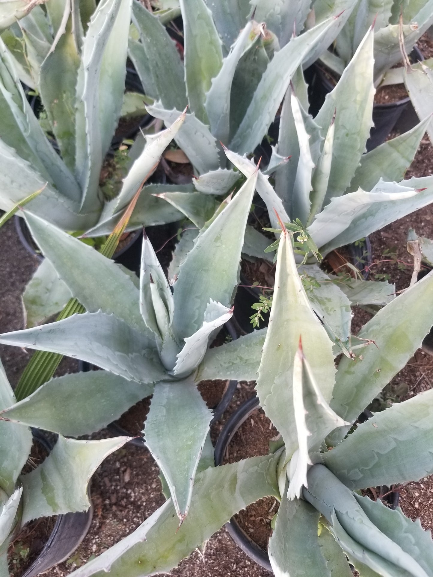 Blue Agave Americana