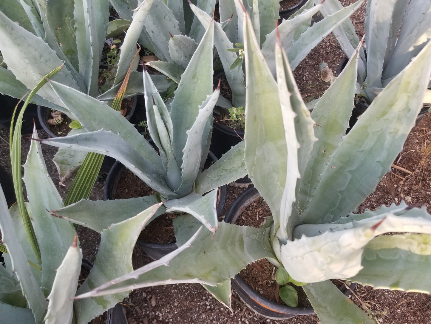 Blue Agave Americana