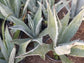 Blue Agave Americana