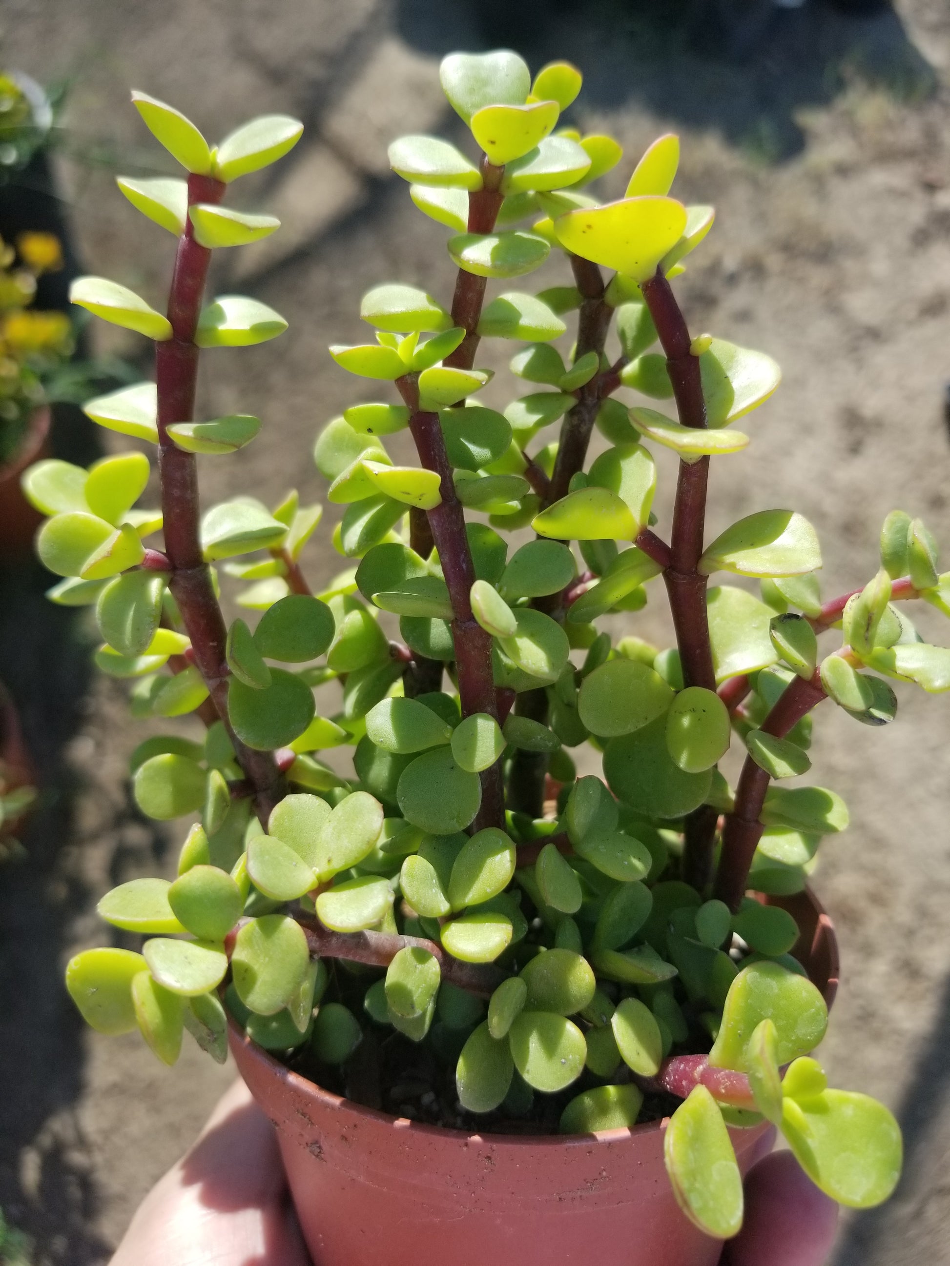 portulacaria afra elephant bush 4" Portulacaria Afra "Elephant Bush" – Beaultiful Desert Plants