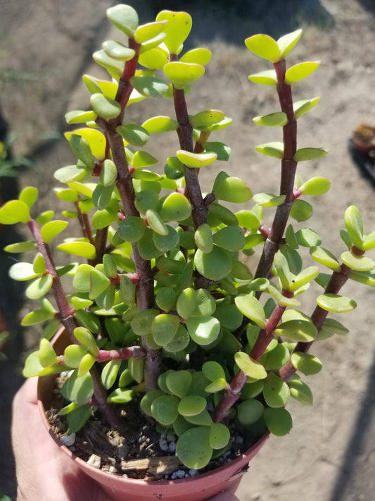 4" Portulacaria Afra "Elephant Bush"