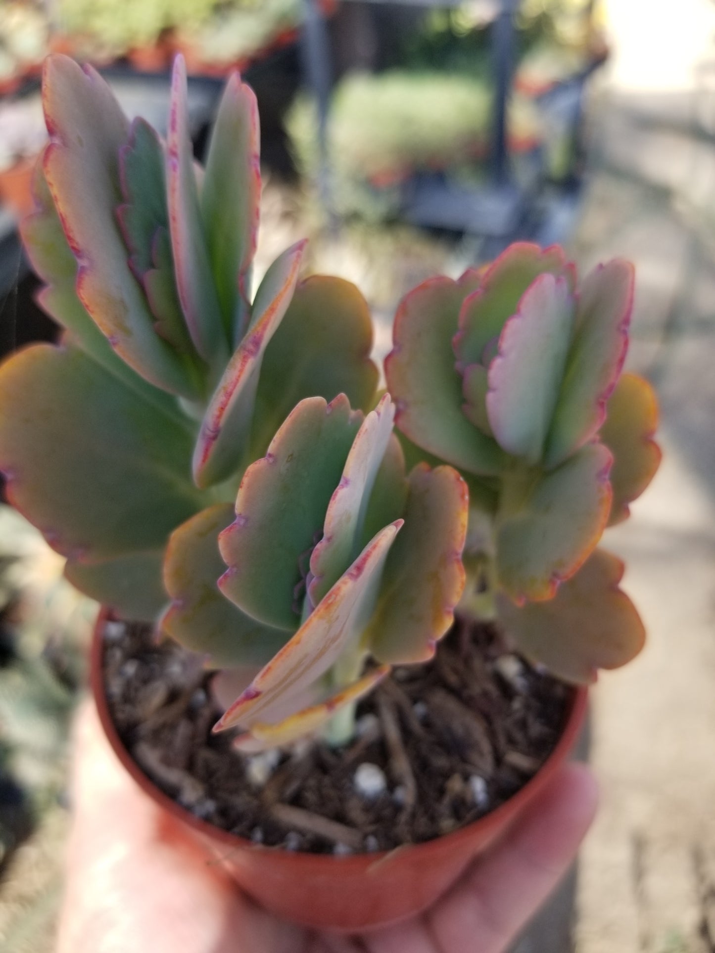 4" Kalanchoe Fedschenkoi "Majestic scallops"