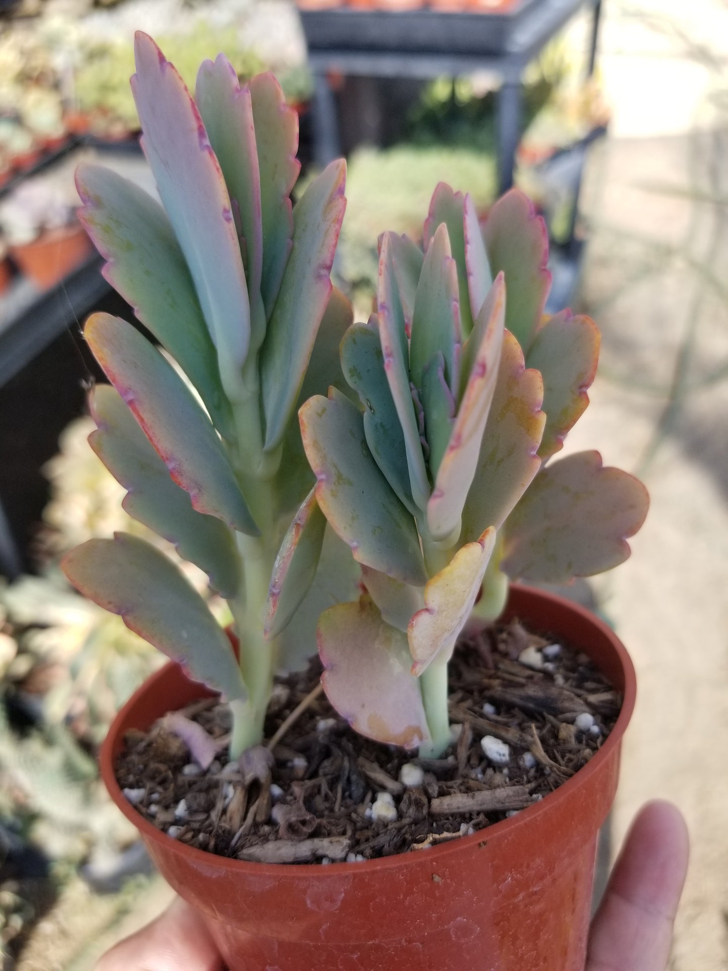 4" Kalanchoe Fedschenkoi "Majestic scallops"