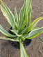 Furcraea Watsonia Variegated "False Agave Variegated"