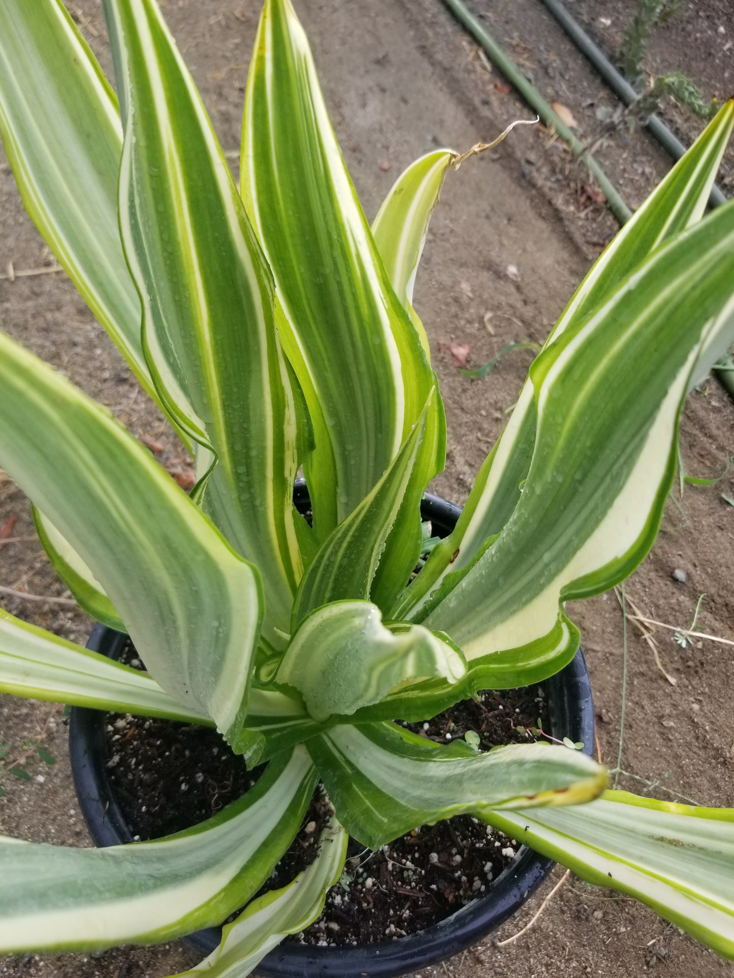 Furcraea Watsonia Variegated "False Agave Variegated"