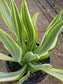 Furcraea Watsonia Variegated "False Agave Variegated"