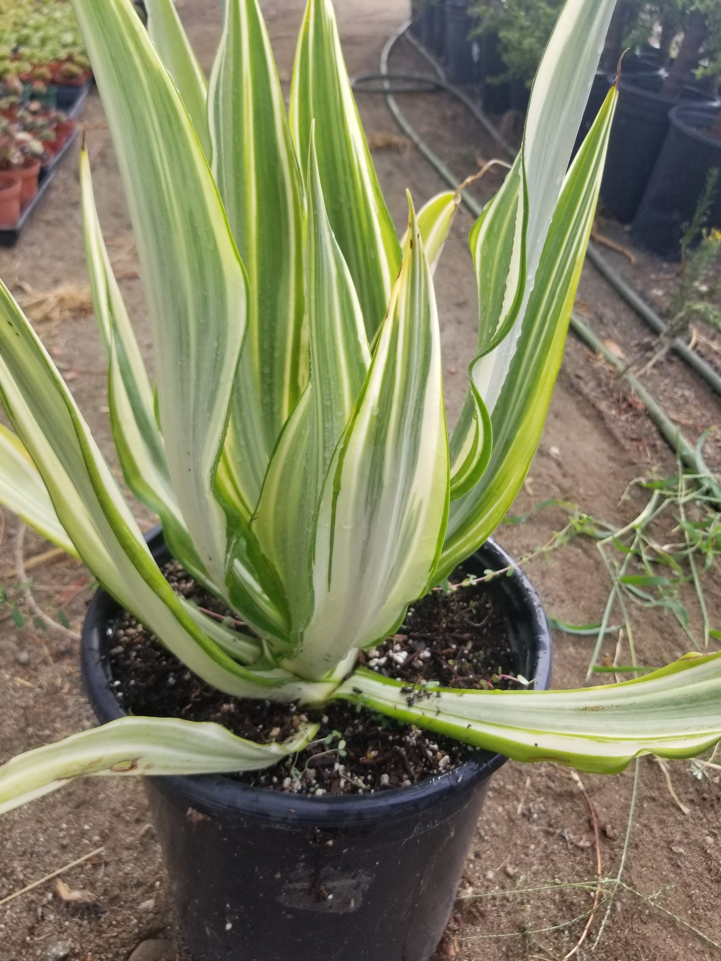 Furcraea Watsonia Variegated "False Agave Variegated"