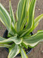 Furcraea Watsonia Variegated "False Agave Variegated"