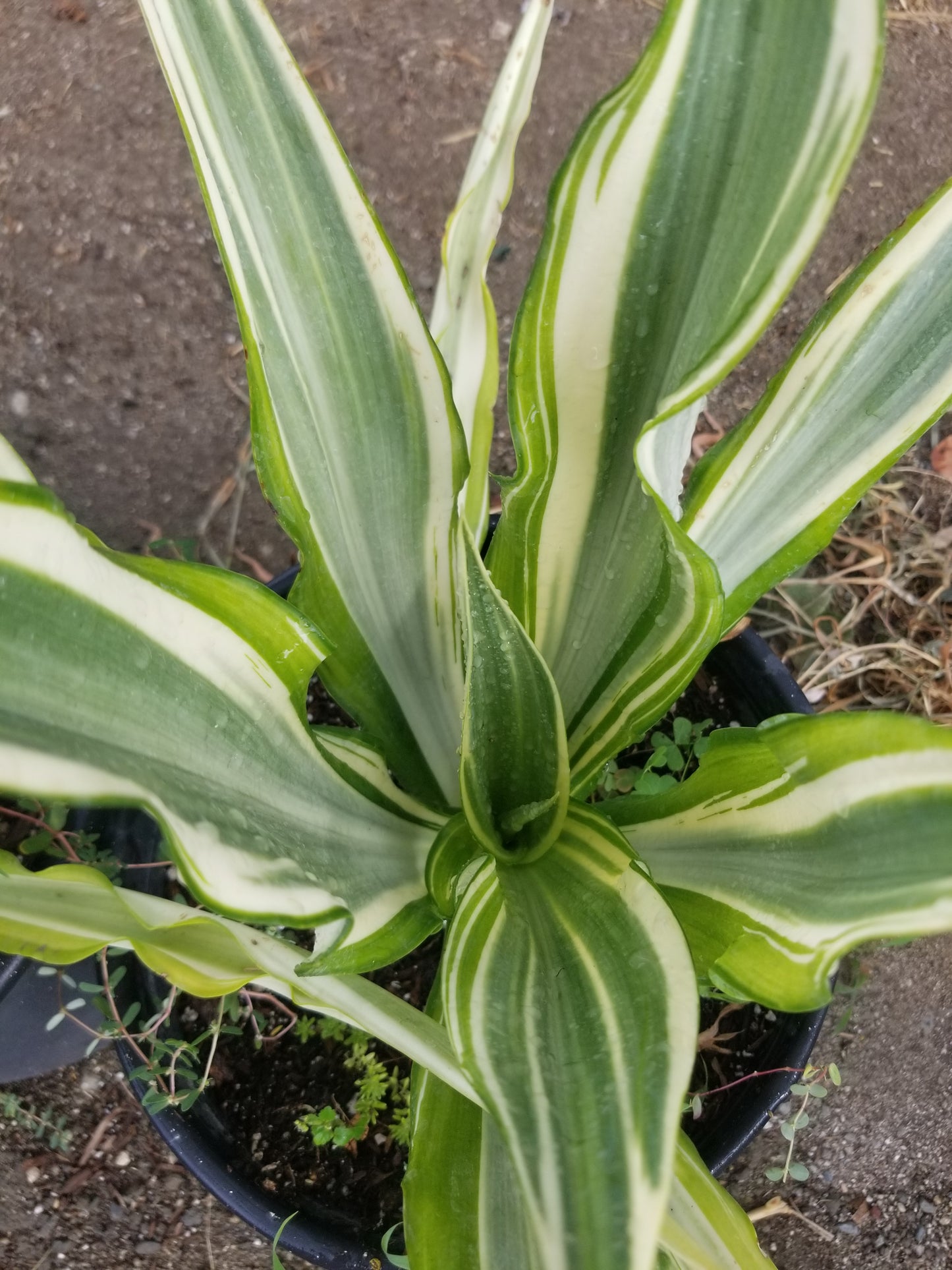 Furcraea Watsonia Variegated "False Agave Variegated"