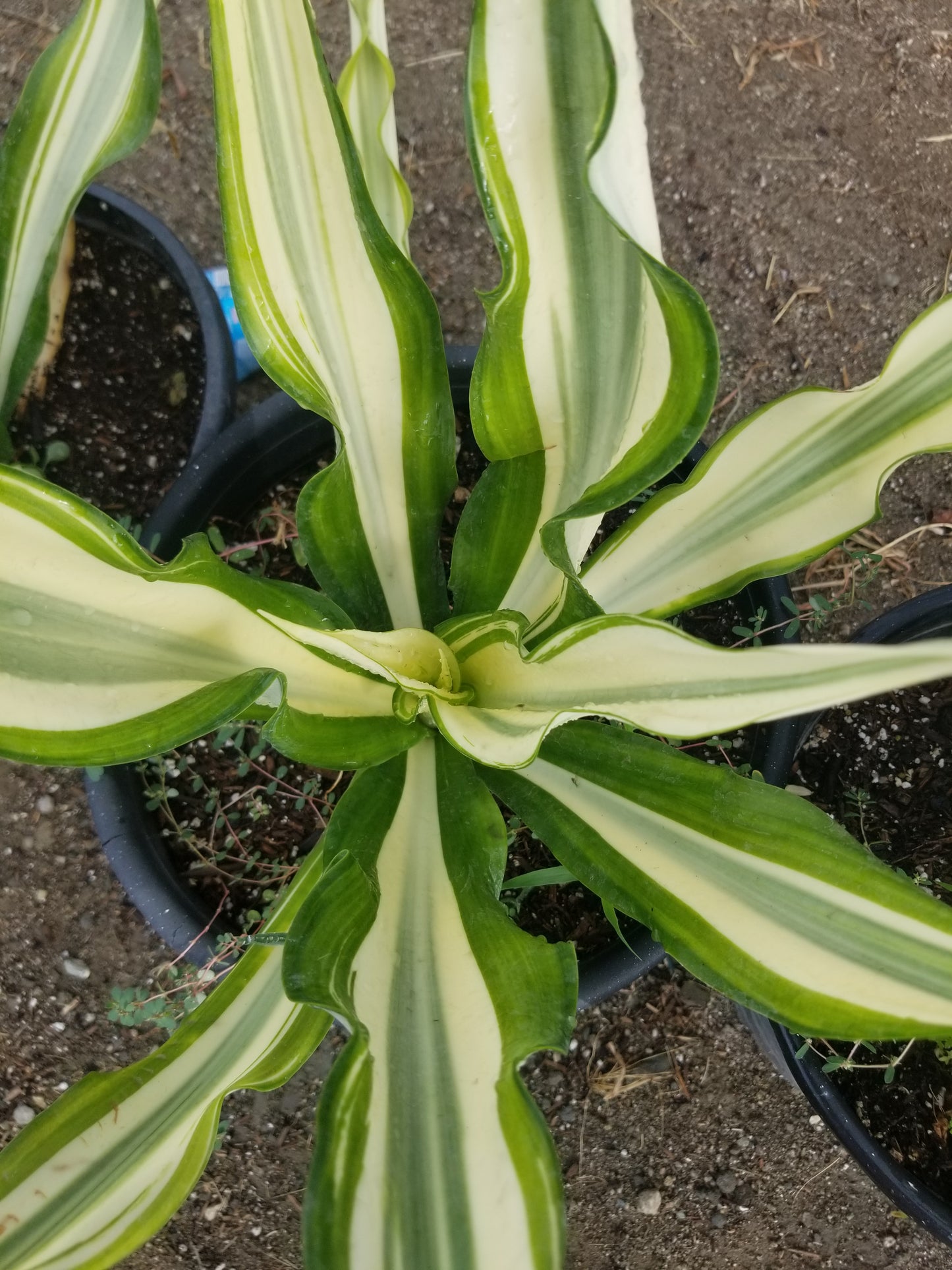 Furcraea Watsonia Variegated "False Agave Variegated"