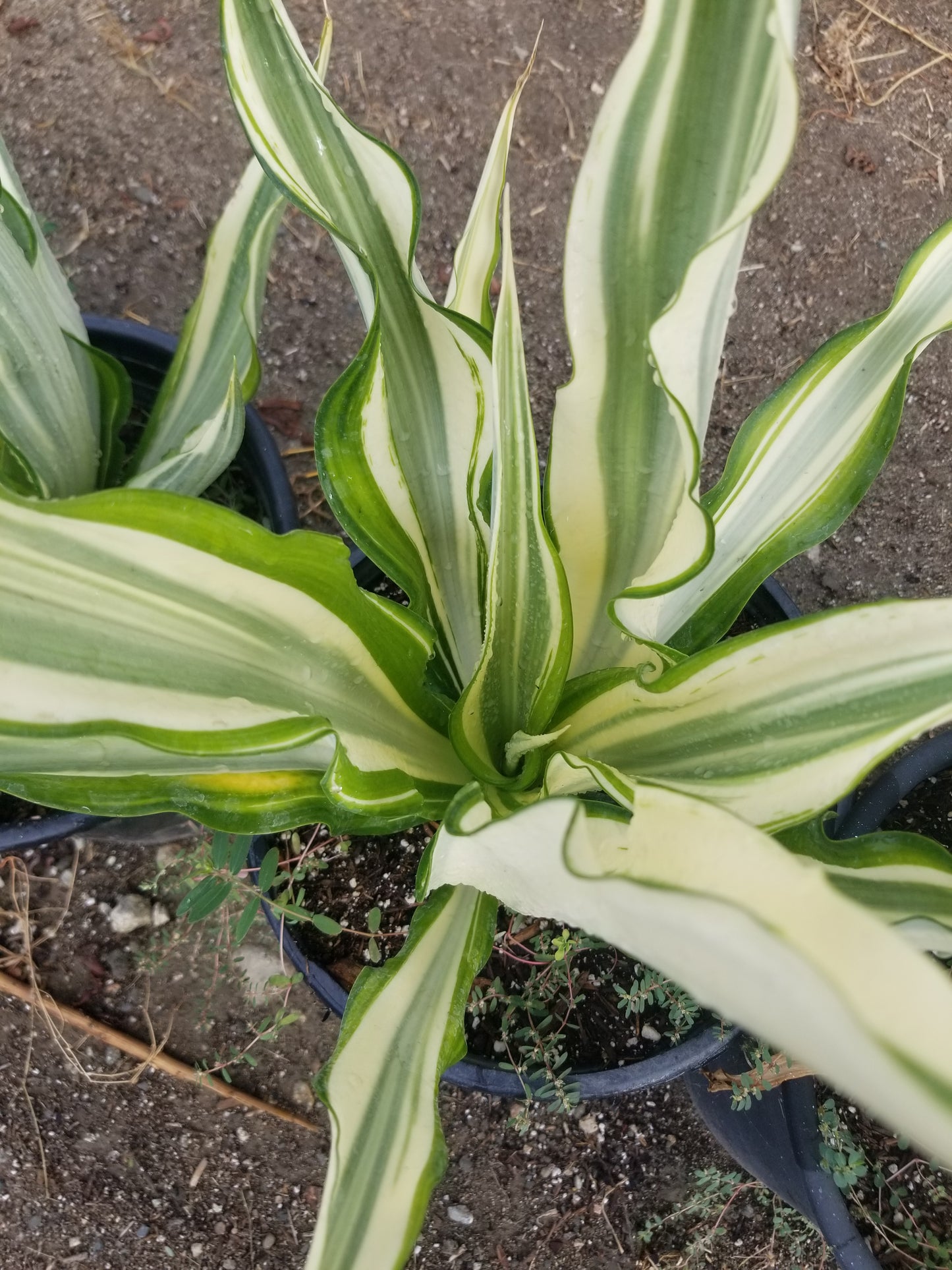 Furcraea Watsonia Variegated "False Agave Variegated"