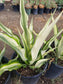 Furcraea Watsonia Variegated "False Agave Variegated"