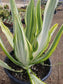 Furcraea Watsonia Variegated "False Agave Variegated"