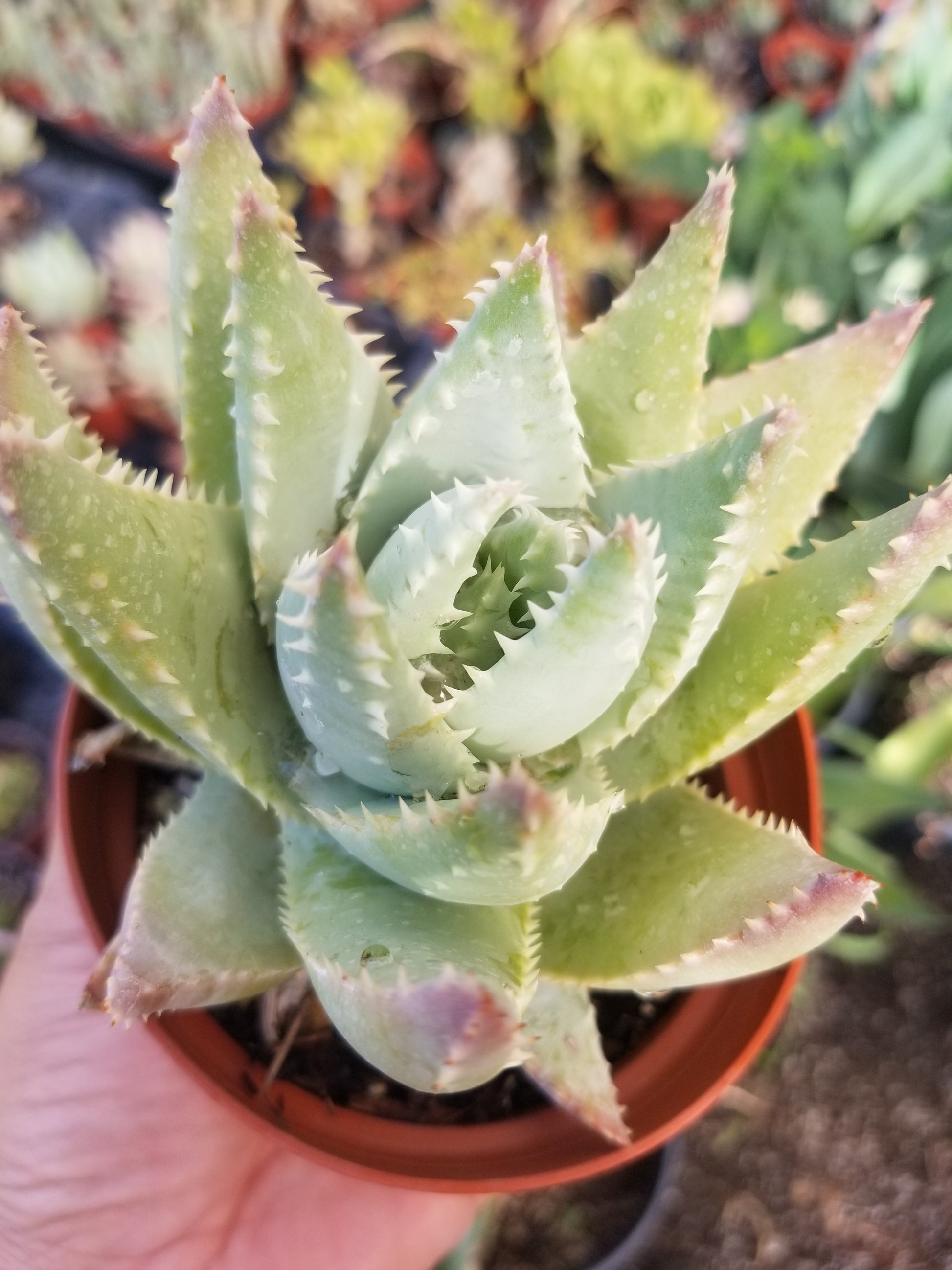 crocodile succulent Aloe Brevifolia "Cocodrile Aloe" (4"pot) – Beaultiful Desert Plants