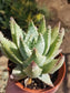 Aloe Brevifolia "Cocodrile Aloe" (4"pot)