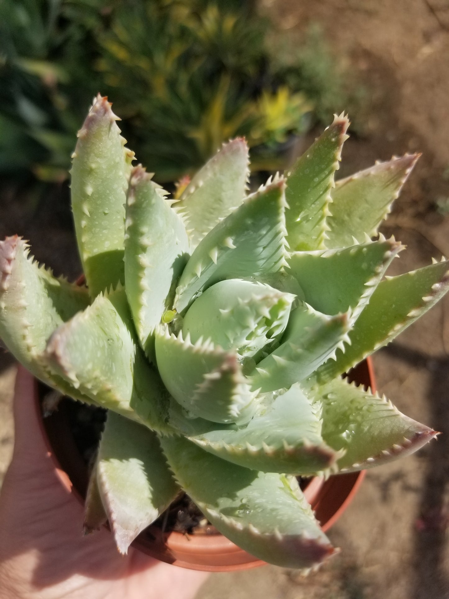 Aloe Brevifolia "Cocodrile Aloe" (4"pot)