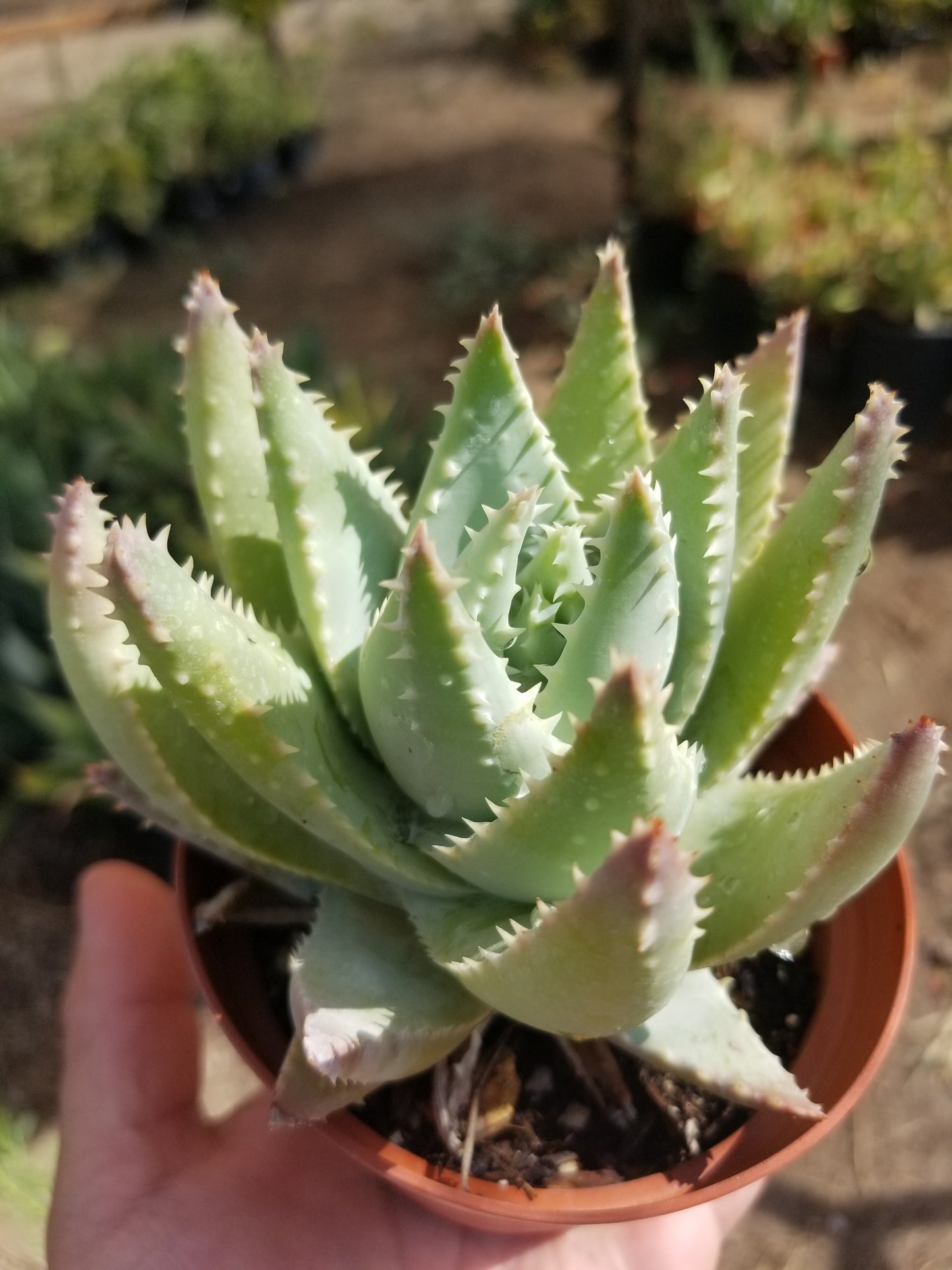 Aloe Brevifolia "Cocodrile Aloe" (4"pot)