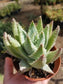 Aloe Brevifolia "Cocodrile Aloe" (4"pot)