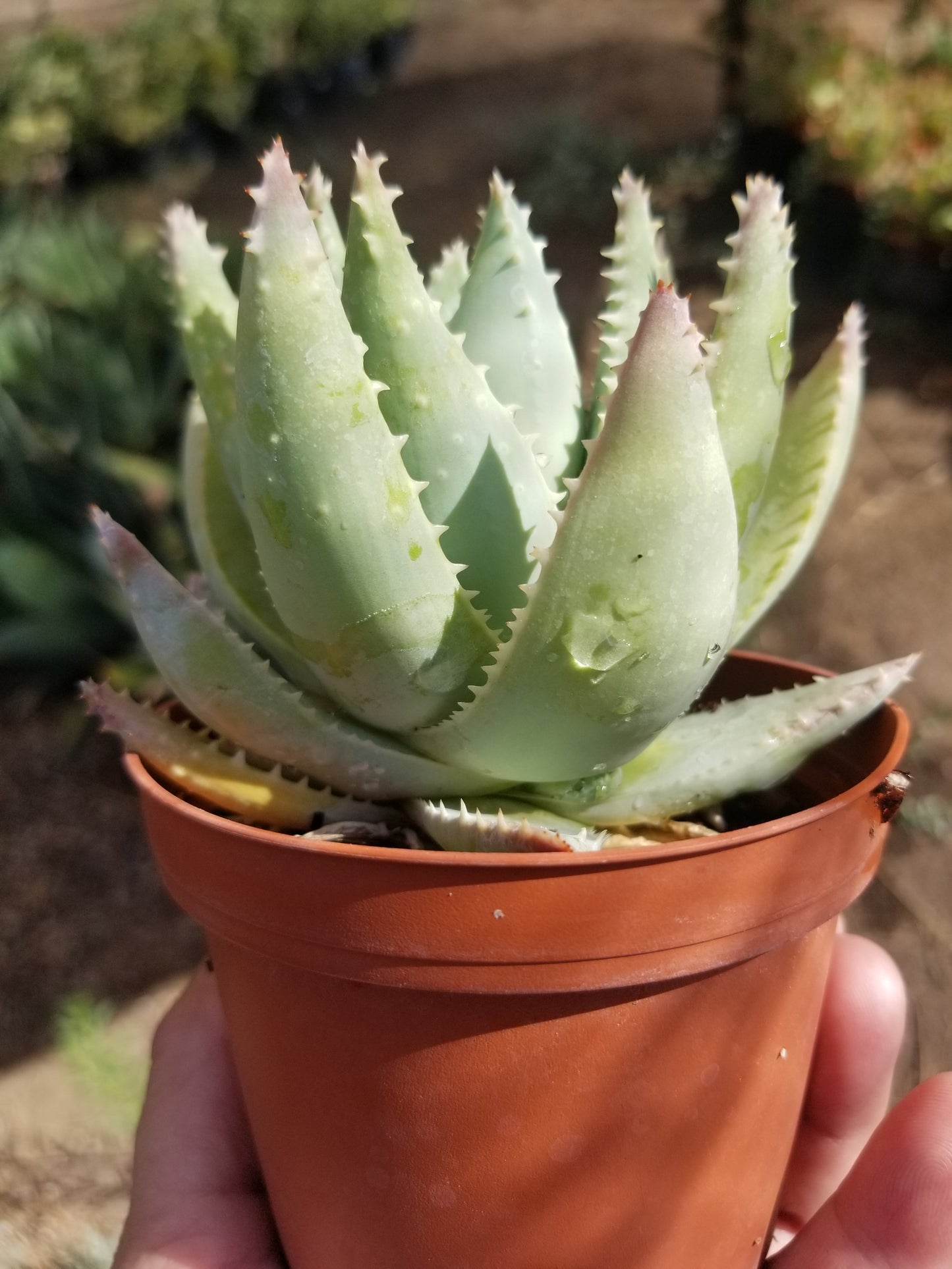 Aloe Brevifolia "Cocodrile Aloe" (4"pot)