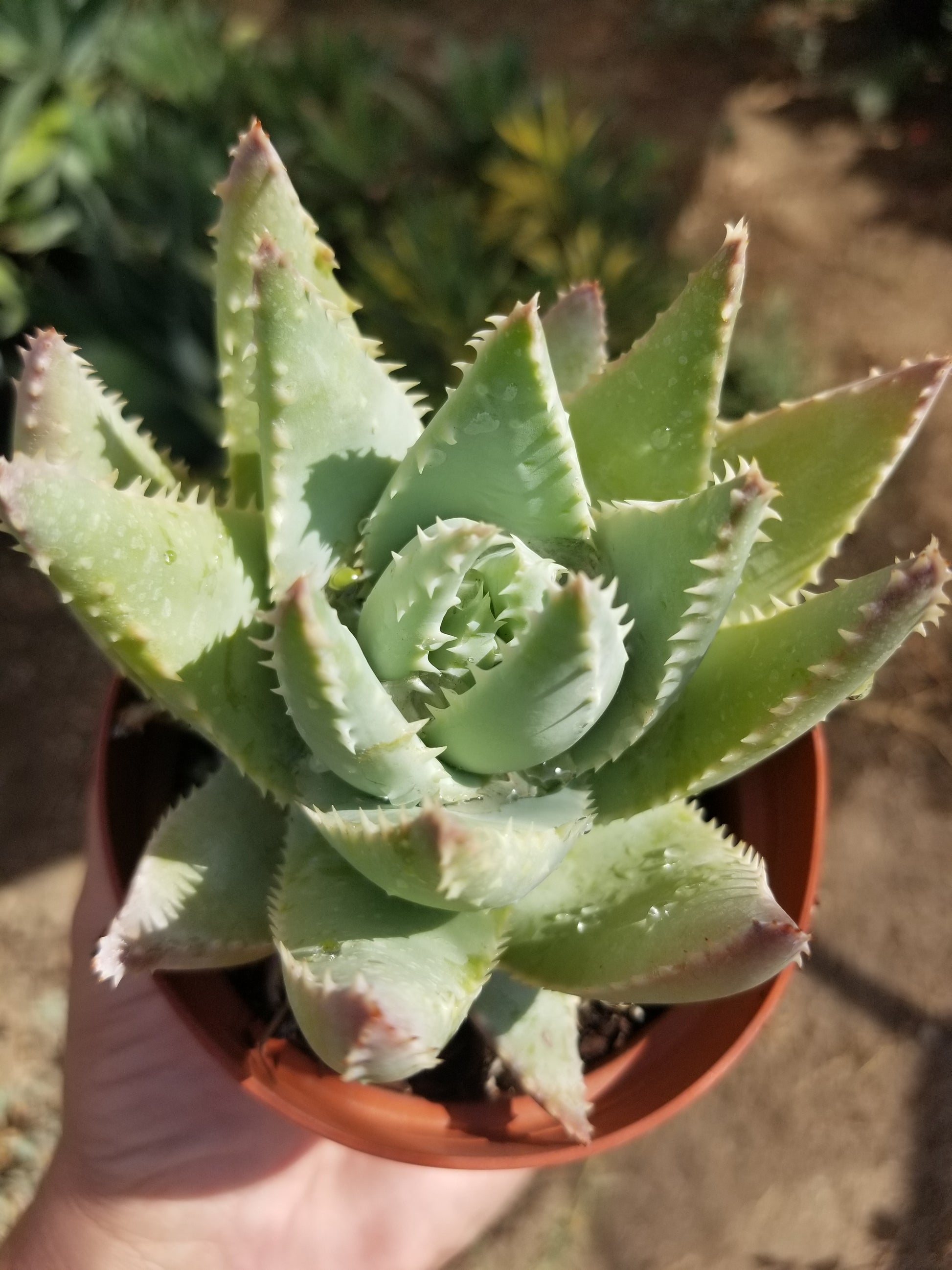 crocodile plant succulent Aloe brevifolia 'Crocodile Plant' 4 Inch