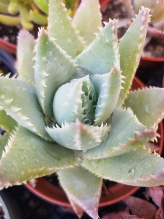 Aloe Brevifolia "Cocodrile Aloe" (4"pot)