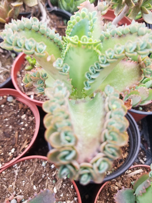 Kalanchoe Deigremontiana "Mexican Sombrero" (4" Pot) "babies are included"