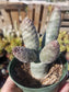 Tephrocatus Articulatus "Pinecone Cactus" (4" Pot)