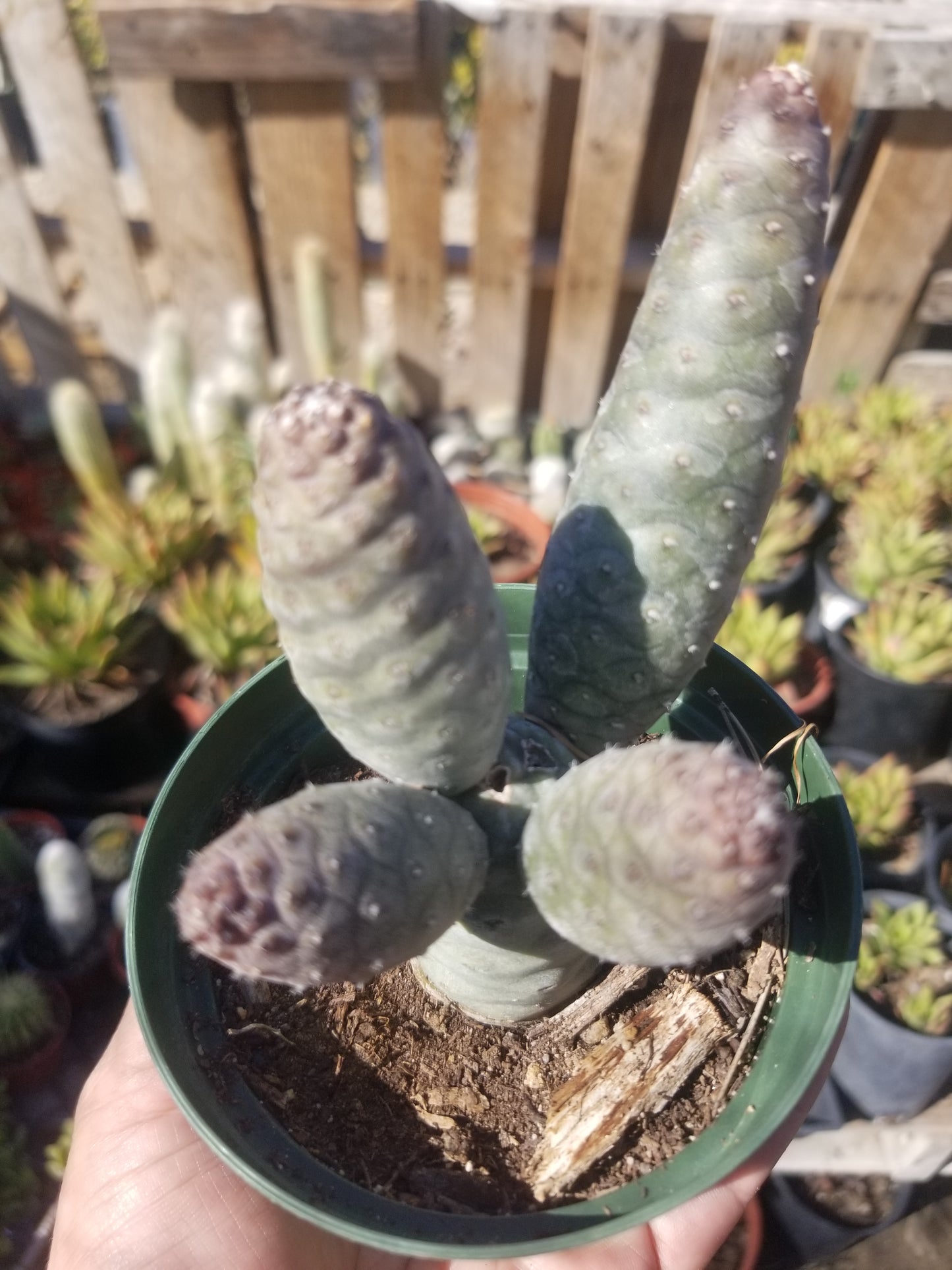 Tephrocatus Articulatus "Pinecone Cactus" (4" Pot)