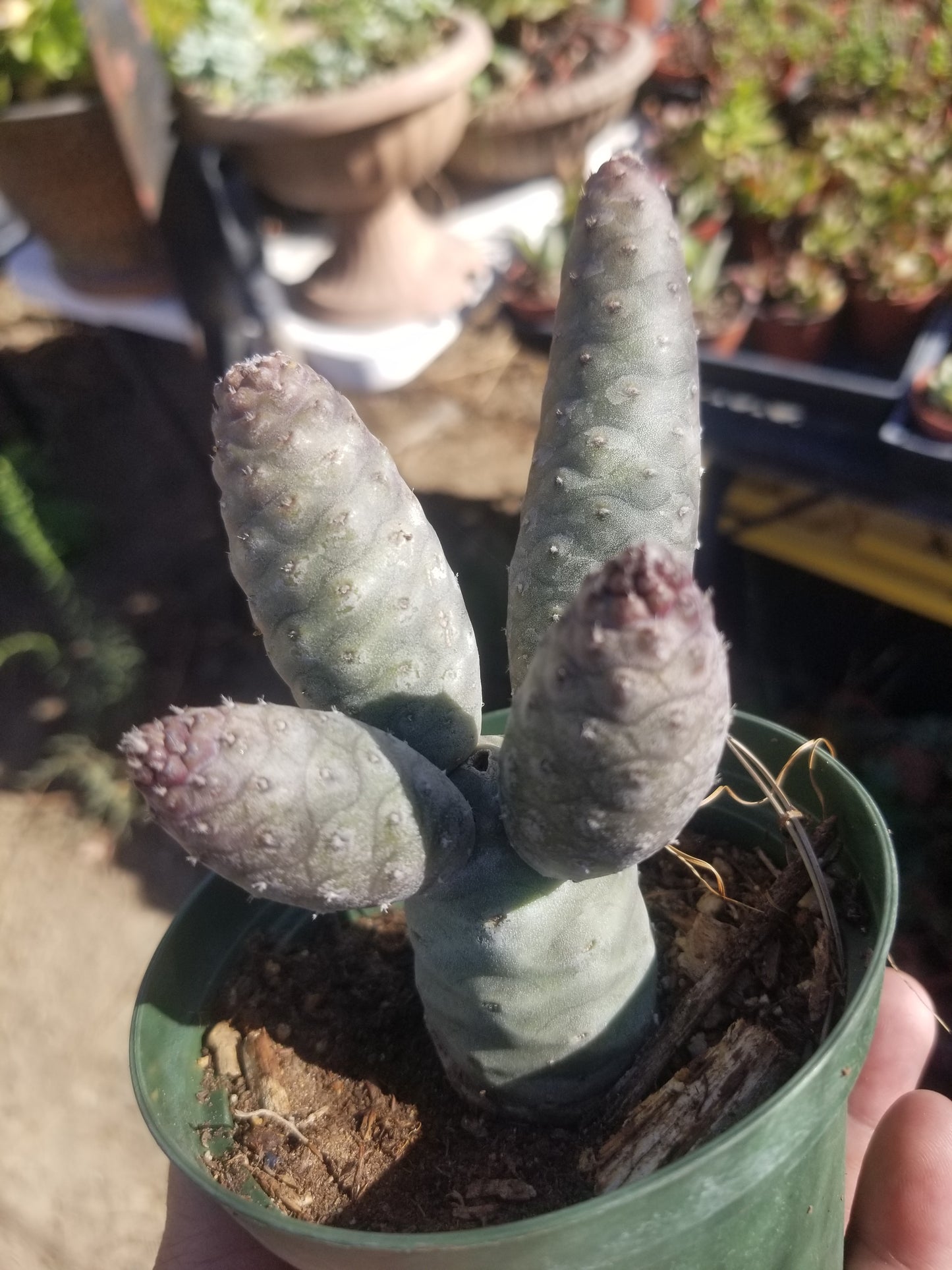 Tephrocatus Articulatus "Pinecone Cactus" (4" Pot)